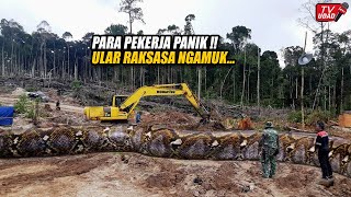 Ngeri‼️ Para Pekerja Berlarian, Ular Raksasa Muncul Saat Pembukaan Lahan Baru di Pinggir Hutan...