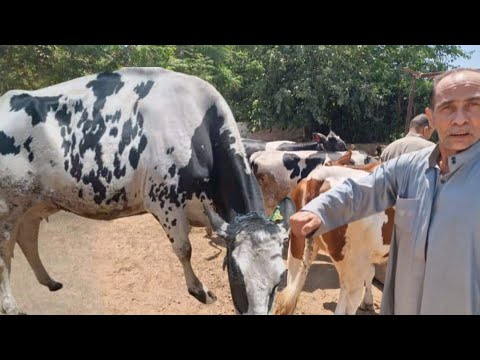 عايز تنجح وتحقق ارباح تصل الي ٦٥٠٠٠ الف جنيه  في خلال ١٢٠ يوم حط فلوسك في مزرعة ابوحسام
