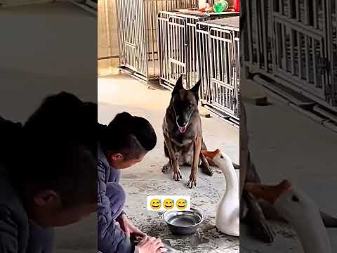 kawawa naman si dogie sa subrang kaba niya natataranta na โบ๏ธ๐โค๏ธ