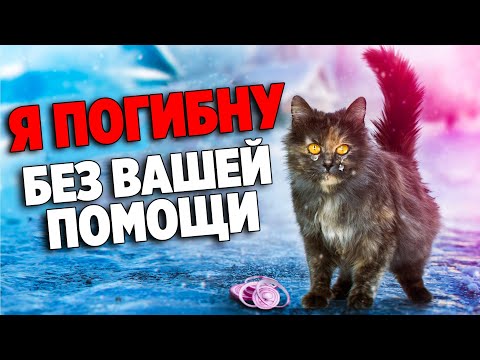 Кошка была настолько голодная, что ела сырой лук. Вот что мы сделали / SANI vlog