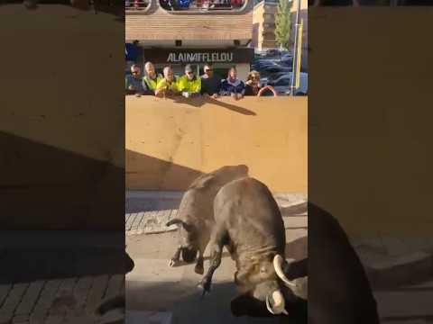 🔥BRUTAL PELEA ENTRE TOROS EN ARGANDA DEL REY🔥 #shortvideo #shorts #youtubeshorts #youtube #short