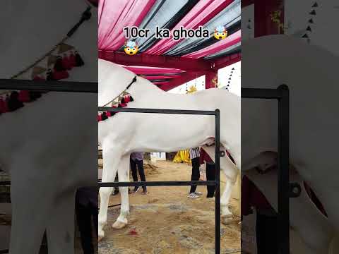 pushkar me aaya 10cr ka ghoda