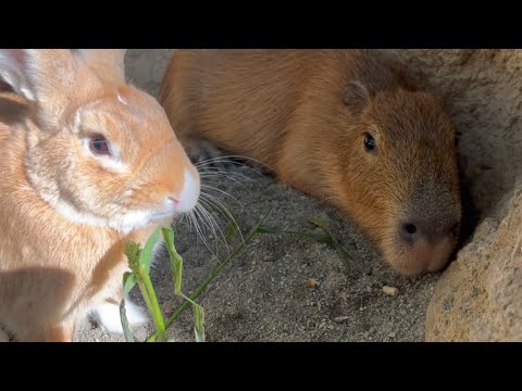 子カピバラのおやつにうさぎさんも現れた【Capybara's grass treats attract rabbits too】