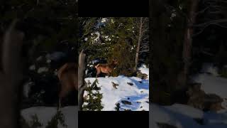A Lone Elk Cow Challenged by Wolves   #wildlife #yellowstonenationalpark