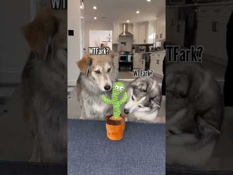 Funny and cute dogs compilation#funnydogs#cute#doglover#doglife#cure#dogshorts#pet#doglife#dogshorts