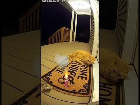 RAT Vs CAT Craziest Video To Exist 😱😰