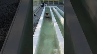 Swimming in my goldfish troughs
