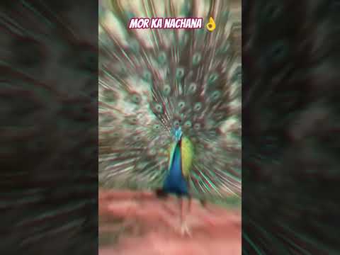 मोर का नाचना #shorts #videos #cartoon #funny #cute #ondel #birds mor