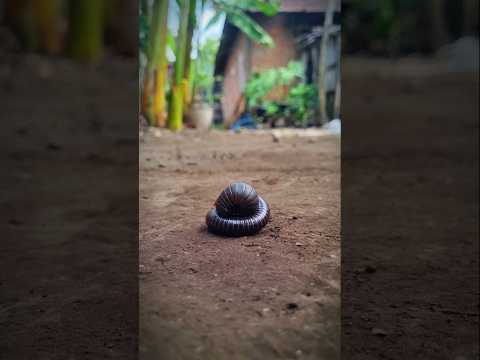 when pill millipede and millipede wake up together #shortvideo #pillbugs