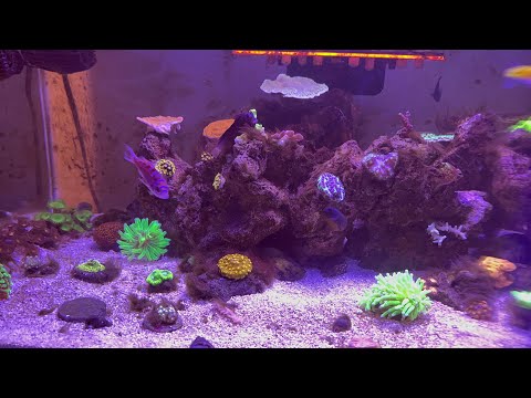 40 gallon breeder reef tank (relaxation video) This is my 40 gallon breeder update video with some relaxing music. Hope you guys like this and if y