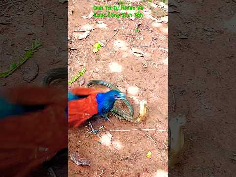 #nature #рысь cuộc c hiến bìm bịp và rắn hổ mang 2028#birds #cobra #viralvideo #shorts #funny #like