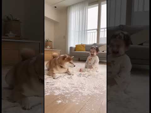 아기와 시바견의 굉장한 하루