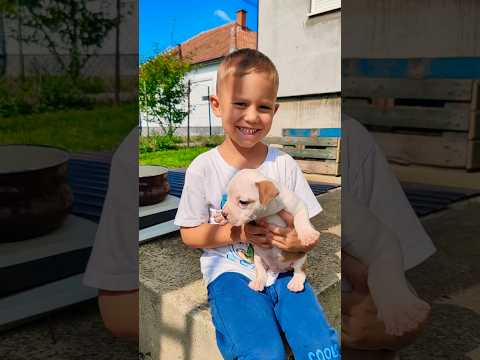 Amstaff Puppy / American Staffordshire Terrier😊😊#amstaff #amstafflife #amstaffpuppy #amstaffworld