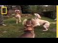 Understanding Dog Culture in America
