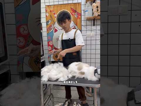 gembul putih mengamuk guys bulu nya diambil.#shorts #kucingmarah #mengamuk