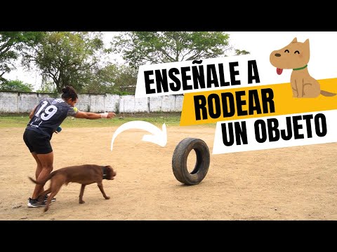 ENSEÑA  a tu PERRO a RODEAR un objeto! 🔥🐶I Tiger Pitbull