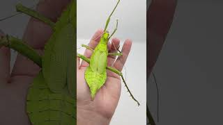 Stick Bug Shows Off Defense Skills