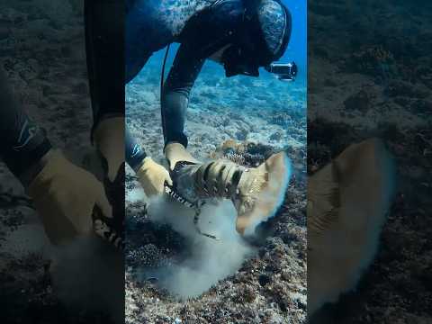 CATCHING A GIANT SEA COCKROACH 🪳 🦞