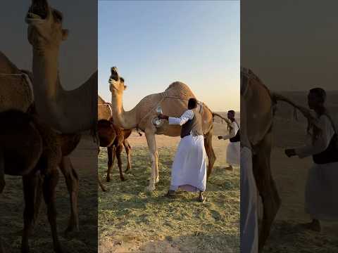 يعود الناقة على الحلب #اكسبلور