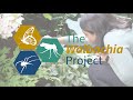 Wolbachia Project Lab Techniques