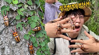멸종위기 '두점박이사슴벌레' 수백 마리를 방사하였습니다!