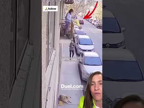 Donde Educan a estos Perros 🐶