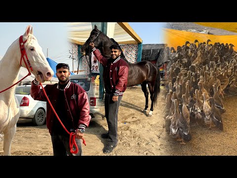 India’s Biggest Animal Mela in Sri Muktsar Sahib Punjab😱