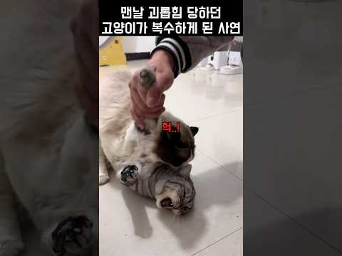 "인과응보"고양이를 괴롭혔더니 생긴 일