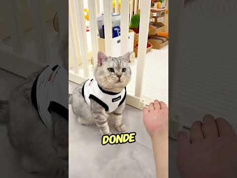 Este Gato Fue Engañado Por Su Dueña💔