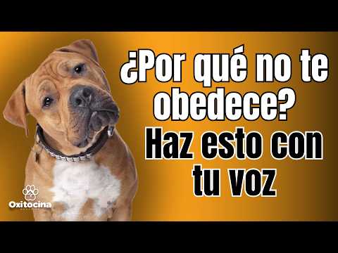 Cómo hablarle a tu perro para que te obedezca, según la ciencia