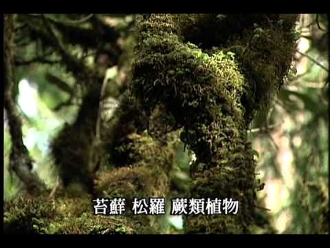 我們的島 第112集 森林生態系  (2001-06-18) - YouTube(7分33秒)