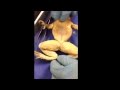 Frog Musculature Anatomy Questions