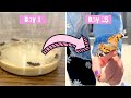 Butterfly Care and Behavior