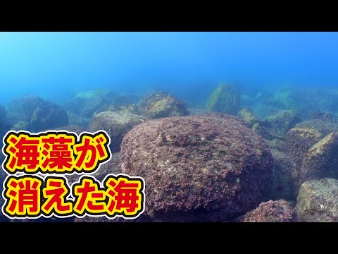 【絶海の孤島】海藻が消えた離島の海の現状が割と深刻だった件【小呂島】