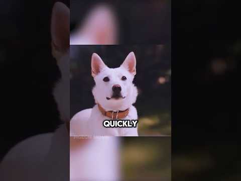 This puppy overcame his fear in order to care for his little owner❤️#movie  #plot  #shorts