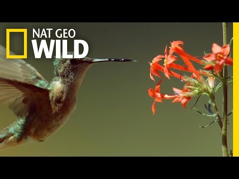 Epic Hummingbird Battle | Wild Yellowstone