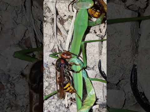[자막] 참말벌의 왕사마귀 사냥 オオカマキリを狩るモンスズメバチ European Hornet preys on a Praying Mantis