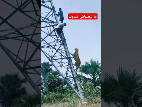 #المغرب #اكسبلور #ترند #تيك_توك #الجزائر #قصص #لايك #cactus #ضحك #احدث #news#trend #trendingshorts