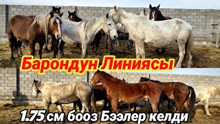 Борондун линиясында бооз Бээлер келди тел:0558885959 , 0554951000