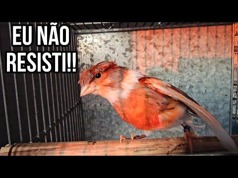 Não resisti!! Vou fazer mais um casal 😅