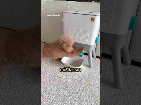 หมาฉลาดเติมอาหารกินเองได้!