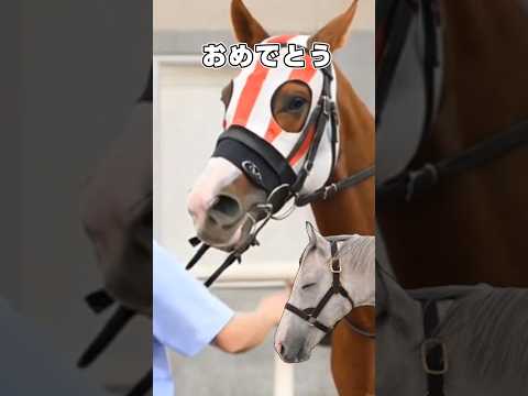 『ファルコンミノル、拔け出した未來』オルゴル速報