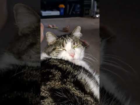 Day 27 #ShortsVlogChallange