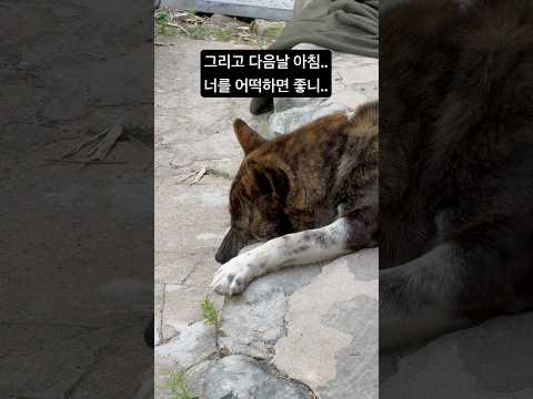 호랭이와 첫만남 사냥개가 느닷없이 나타났다#카이견#진돗개#카이견믹스#진도믹스#사냥개#유기견#유기견임시보호 #유기견입양 #유기견에서반려견으로 #다견다묘가정 #사지말고입양하세요