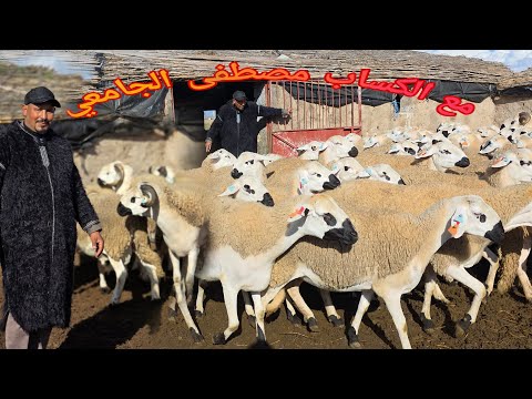 (الجولة 2) مع الكساب مصطفى الجامعي بمنطقة جماعة مسكورة البروج اقليم سطات Anoc2026 