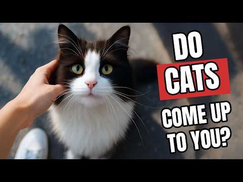 Do Random Cats Come Up to You? Here Is What It Means