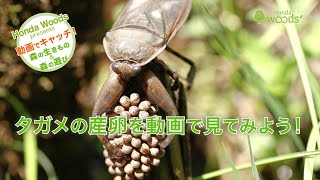 動画サムネイル