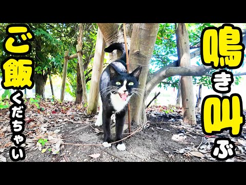 久々逢えた 大食い猫にご飯をあげると・・・ さくらねこたちへのエサやり さくらちゃん きなこくん ポン吉くん