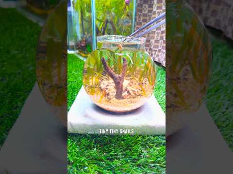 Mini snail 🐌 ecosystem Bowl. #aquarium #livefish #animal #fishtank #aquariumpets #snail #ytshorts