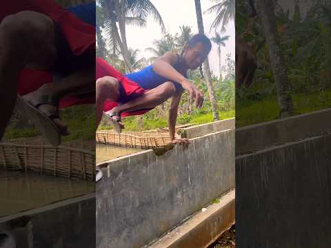 Ngejar layangan